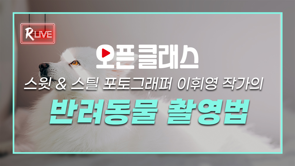 [오픈 클래스 다시보기] 스윗 앤 스틸 포토그래퍼 이휘영 작가의 반려동물 촬영법