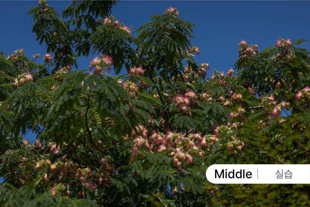 풍경을 담는 시선과 세팅 -서울숲 [5월]